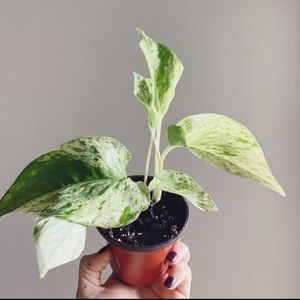 Marble Queen Pothos
